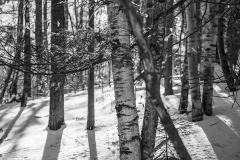 4NESOP_Holland_Withme