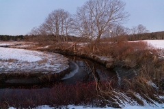 5NESOP_Orman_throughthetrees