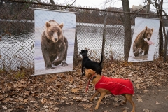 SMFA_Robinson_Ralph_DogBitesBear