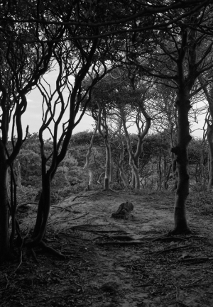 6_Untitled-Meat-Rack-trees-I-2019