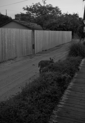 8_Untitled-dusk-grazer-2019