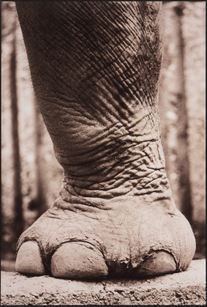 TFTV_Horenstein_Henry_PPP00.002.01