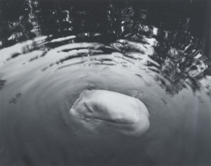 TFTV_Mikkinnen_Arno_POR.006