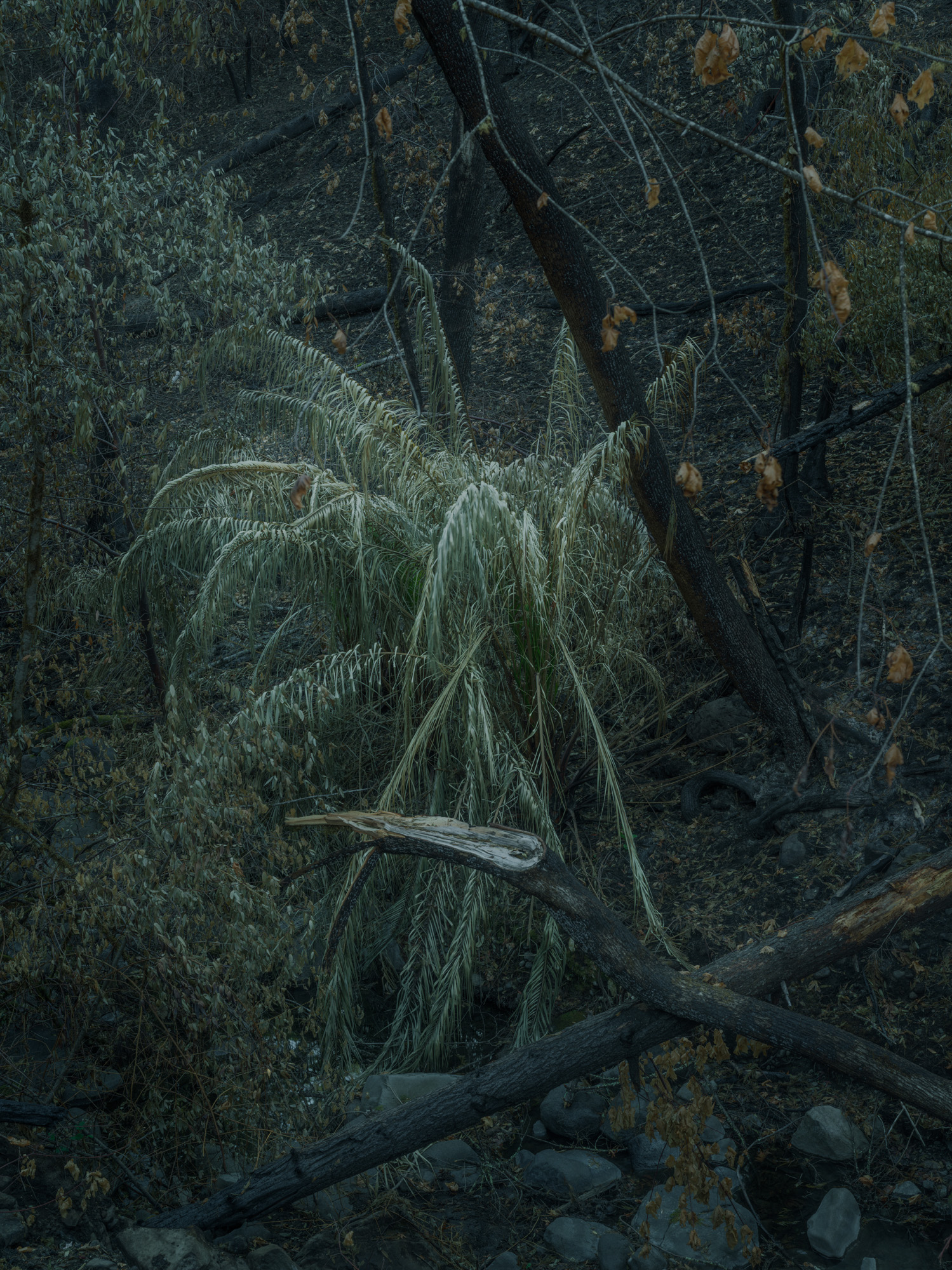 S. Billie Mandle, (Untitled) Jelly Palm