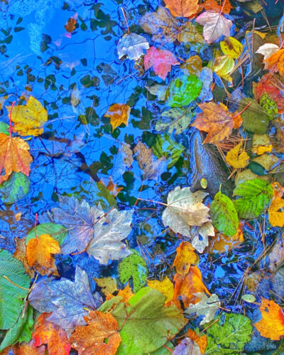Michael Corthell: Leaves on Water