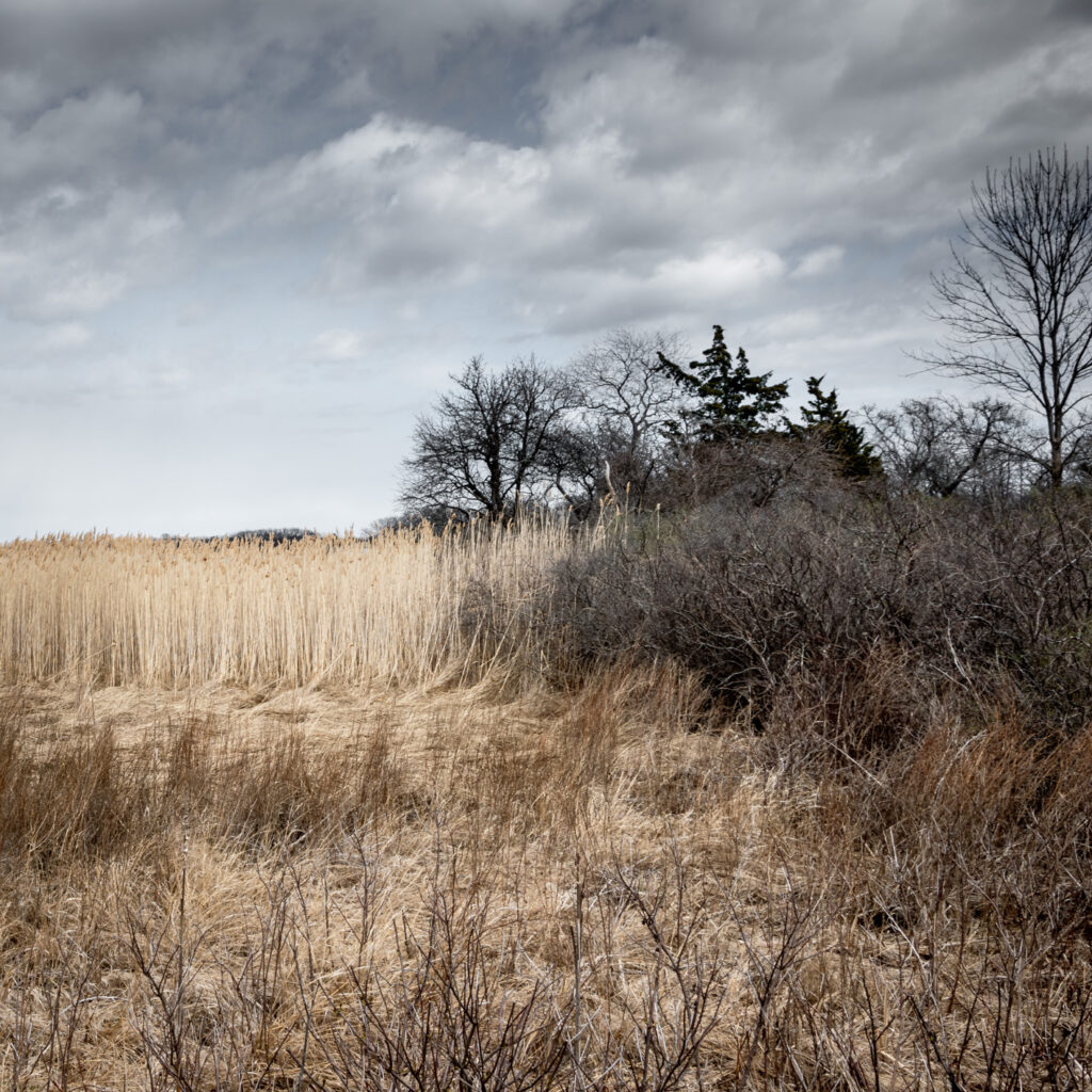 The Great Marsh in Spring by Deborah Bai-Lannon